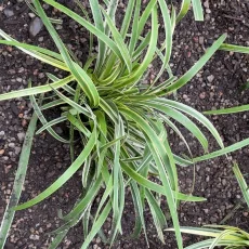 Internal Water Reservoirs